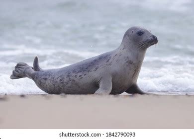 2,797 Seals Phocidae Images, Stock Photos & Vectors | Shutterstock