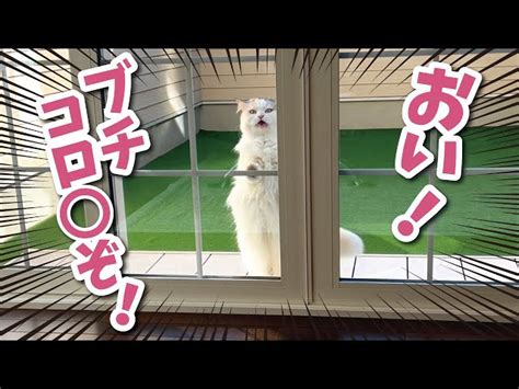 窓の外にガラの悪すぎる猫がおったそうな【関西弁でしゃべる猫】【猫アテレコ】 ニャンチューバーつくし 【関西弁でしゃべる猫