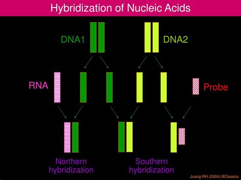 Ppt Hybridization Of Nucleic Acids Powerpoint Presentation Free