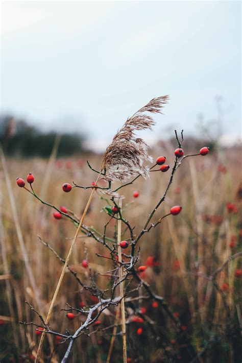 Bildet Tre Natur Gren Blomstre Vinter Anlegg Sollys Morgen