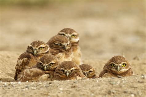 Burrowing Owls: Howdy Birds | BirdNote