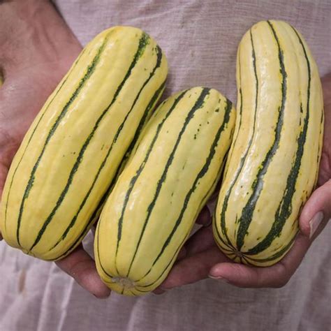 Delicata Squash Seed Stark Bros