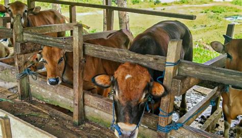 Berkat Bantuan Kementan Populasi Sapi Di Gowa Meningkat 2 Persen