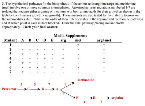 Solved The Hypothetical Pathways For The Biosynthesis Of Chegg