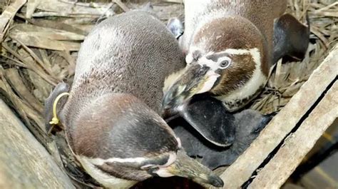 Gay Penguins Hatch Baby Chick After Setting Up Nest Together Mirror Online