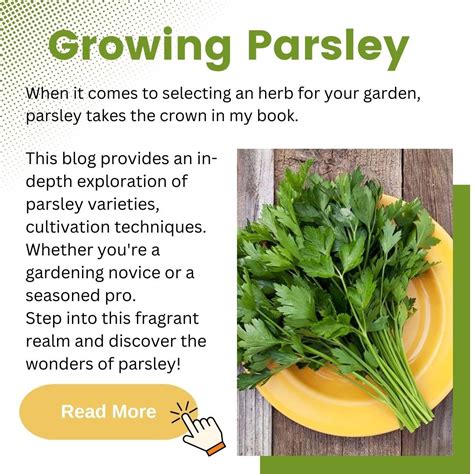 A Comprehensive Guide To Planting Parsley Milled