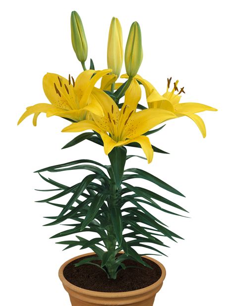 Lily Pot Asiatic Tiny Bee Growing Lilies Outside Flower Ideas Big