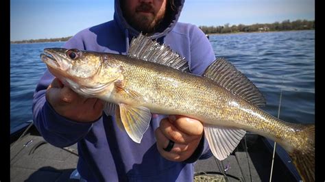 How To Catch Spring Walleyes Now Opening Week On Mille Lacs Youtube