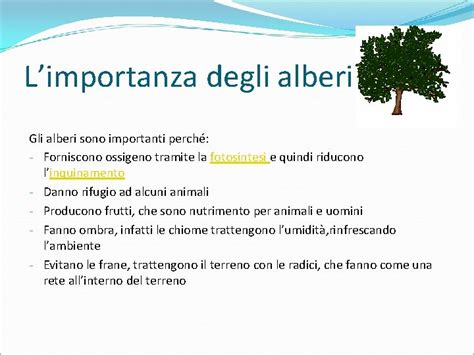 La Piantumazione Limportanza Degli Alberi Gli Alberi Sono