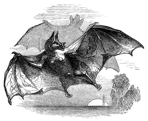 Vampire Bat ~ Free Vintage Clip Art | Old Design Shop Blog