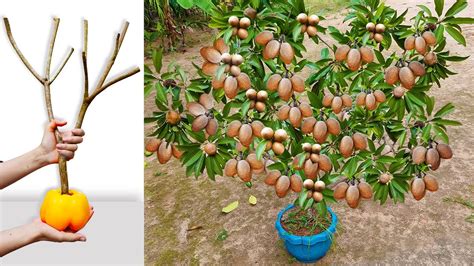 Unique Skill Grafting Sapodilla Tree With Yellow Pepper And Aloe Vera