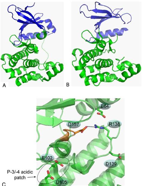 Crystal Structure Of Human AMPK Alpha 2 And Snf1 Kinase Domains A