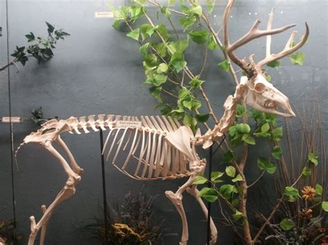 White Tailed Deer Skeleton