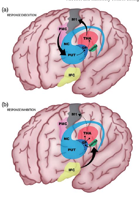 Figure 2 From Impact Of Alcohol Use On Inhibitory Control And Vice Versa During Adolescence