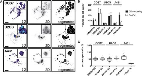 Lipid Droplet Quantification Based On Iterative Image Processing S