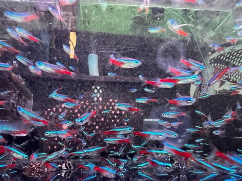 Neon Tetra