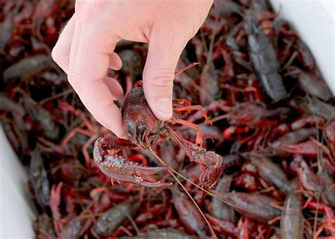 Live crawfish (Pre-Order by 4/24/2023) | Woodbine Crawfish Festival 2021