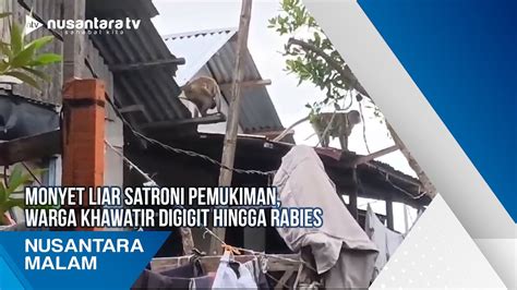 Monyet Liar Satroni Pemukiman Warga Khawatir Digigit Hingga Rabies