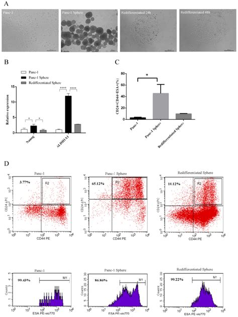 Differentiation Ability And Stem Cell Like Properties Of Panc