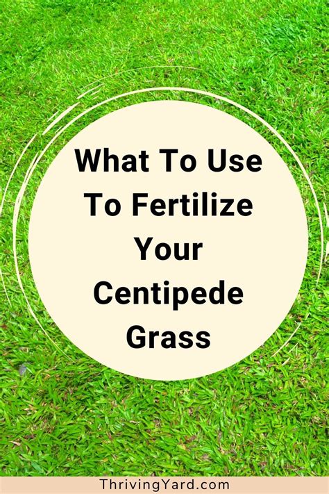 What To Use To Fertilize Your Centipede Grass Centipede Grass Fall Lawn Care Spring Lawn Care