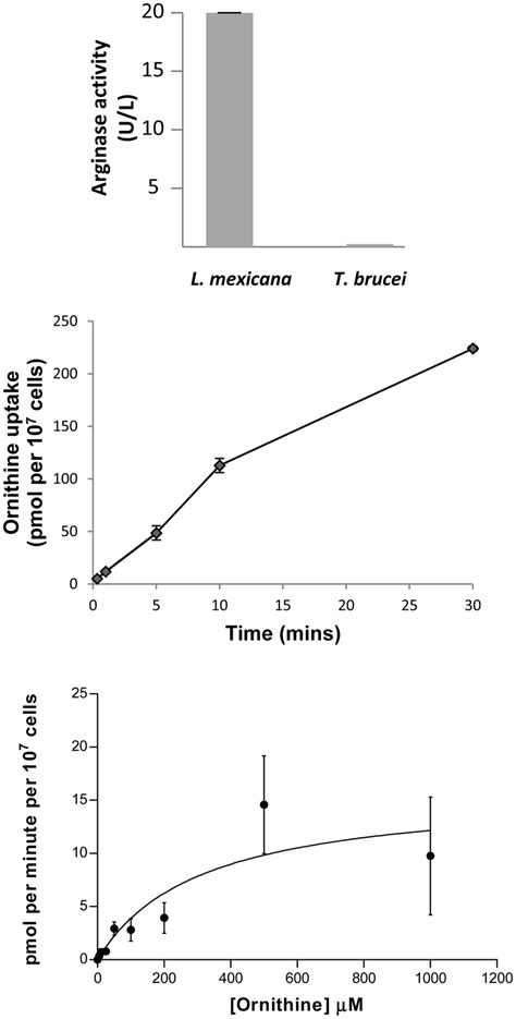 Ornithine Uptake May Be Sufficient For Polyamine Synthesis A Arginase