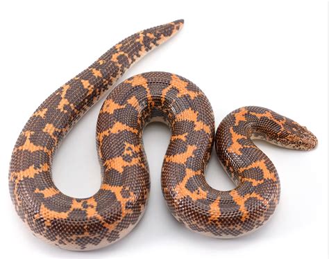 Kenyan Sand Boa Care And Feeding Information Reptilinks