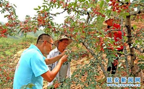 满山花椒树 结出富裕果——宜川县花椒产业发展侧记 延安文明网