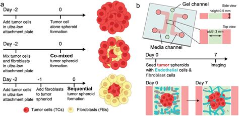 New Strategy For Promoting Vascularization In Tumor Spheroids In A