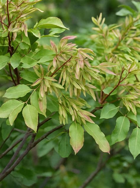 Blumen-Esche 'Louisa Lady' / Fraxinus ornus 'Louisa Lady' kaufen