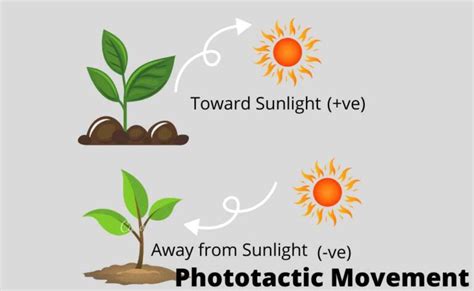 Tactic Movement In Plants Definition And Examples