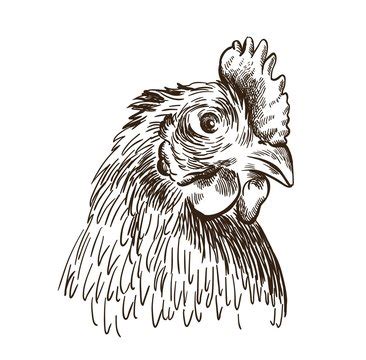 Chicken Head Sketch Images – Browse 2,091 Stock Photos, Vectors, and ...