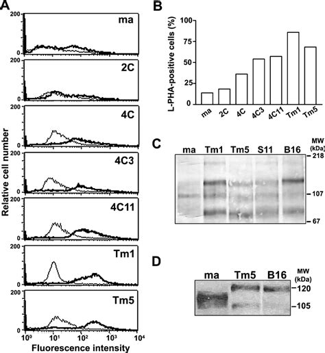 Melan A Transformation Is Accompanied By An Increase In Tri Antennary