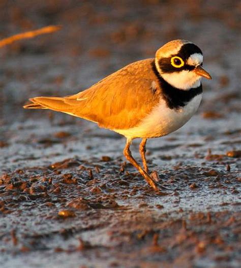 ringed plover birds  india bird world