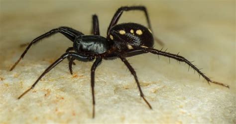 Australian Scientists Discover More Than 50 New Spider Species on a ...