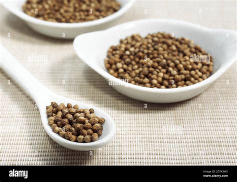 Coriander Seeds Coriandrum Sativum Stock Photo Alamy