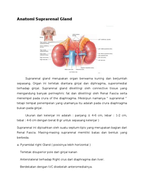 Pdf Anatomi N Histologi Supra Renal Gland Dokumen Tips