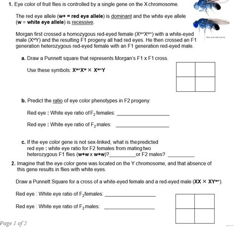 Solved Eye Color Of Fruit Flies Is Controlled By A Single Gene On The Xchromosome The Red Eye