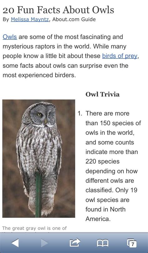 29 best owl science/ Hoot images on Pinterest | Facts about owls, Owl facts and Science activities