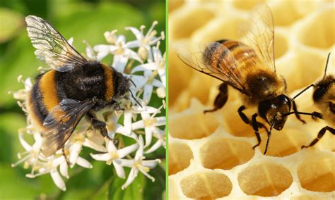 Bumblebee Vs Honey Bee Wildlife Welcome