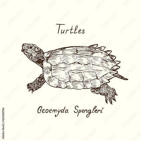 Tutles Collection Black Breasted Leaf Turtle Geoemyda Spengleri