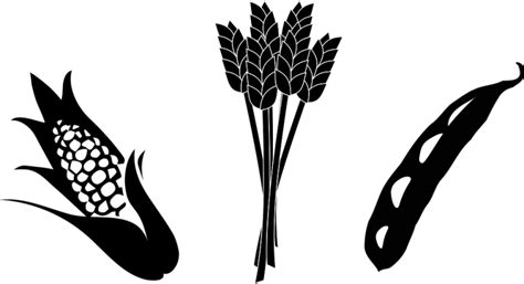 Corn And Soybean Clipart Clip Art Library