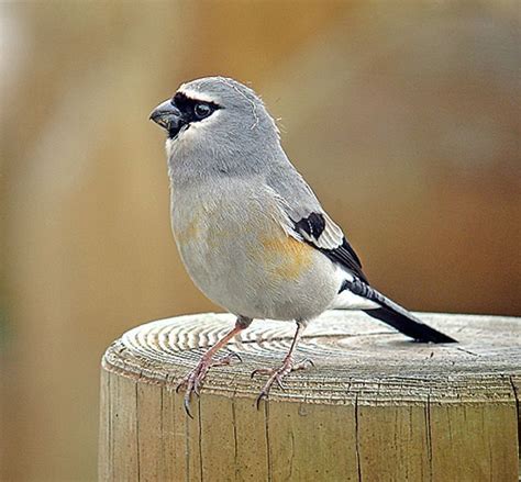 Grey Headed Bullfinch Pyrrhula Erythaca Bhutan China India Myanmar