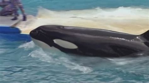 Tokitae, a Southern Resident orca, dies after 53 years in captivity : r ...