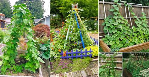 Easy And Cool Diy Bean Trellis Ideas Balcony Garden Web