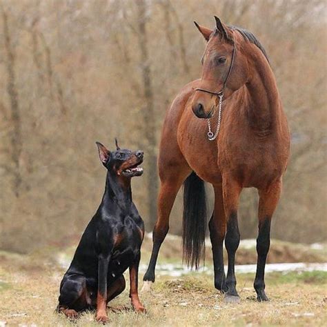 The Doberman Personality In A Nutshell I Just Love This Breed Protective Loyal Playful