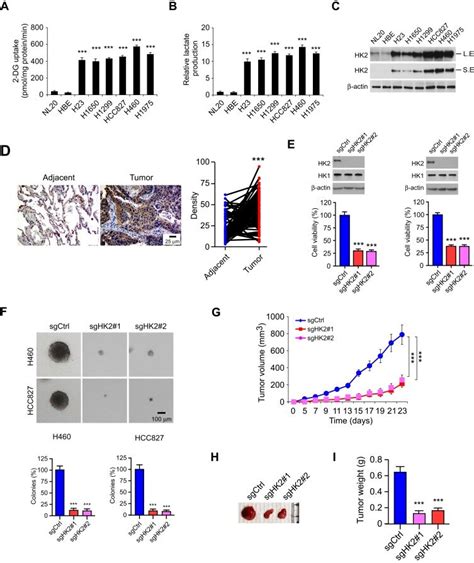 Sinomenine Inhibits Cell Growth And Colony Formation Of Nsclc Cells