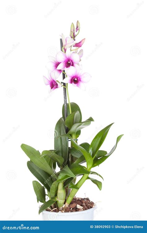 Dendrobium Phalaenopsis Stock Image Cartoondealer