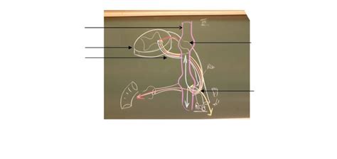 Diagramme De Cad T Te Et Cou Les Diff Rents Types De Fibres Quizlet