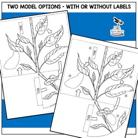 Butterfly Life Cycle Model – 3D Model | Nitty Gritty Science