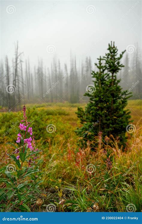 Dead And Charred Trees And Colorful Fall Foliage With Fireweed